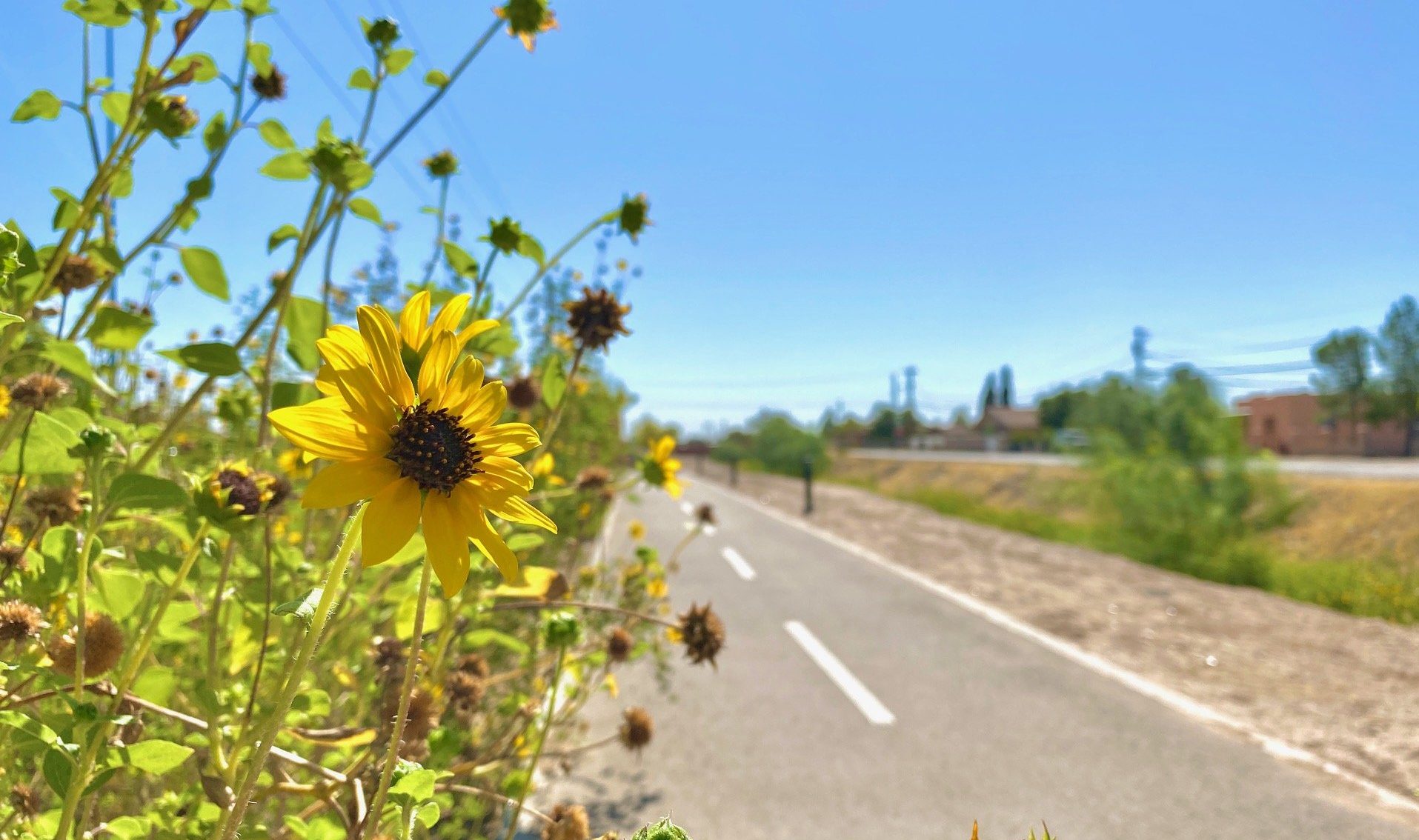 A yellow sunflower blooms next to a paved pathway on a sunny day, with greenery and buildings in the background. This picturesque scene could easily be a 2020 Texan by Nature highlight or grace the pages of a Texas Monthly feature, capturing the essence of serene urban beauty.